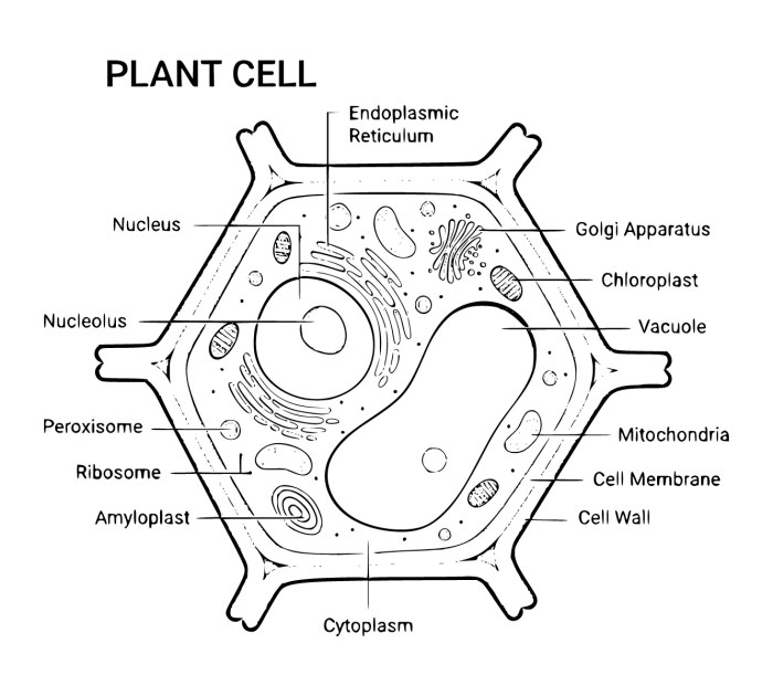 Plant and animal cell coloring pages