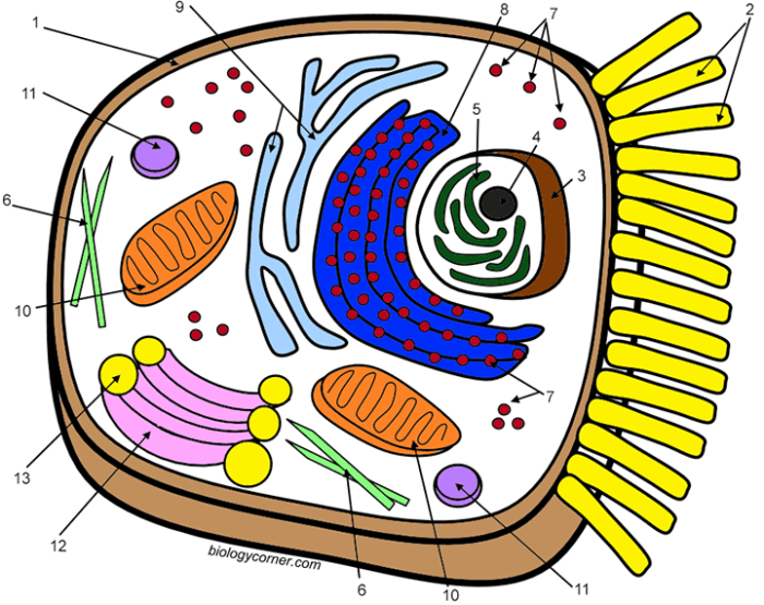 Animal cell reading comprehension and coloring