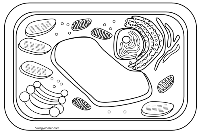 Plant and animal cell coloring pages