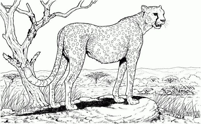 Anime cheetah coloring pages