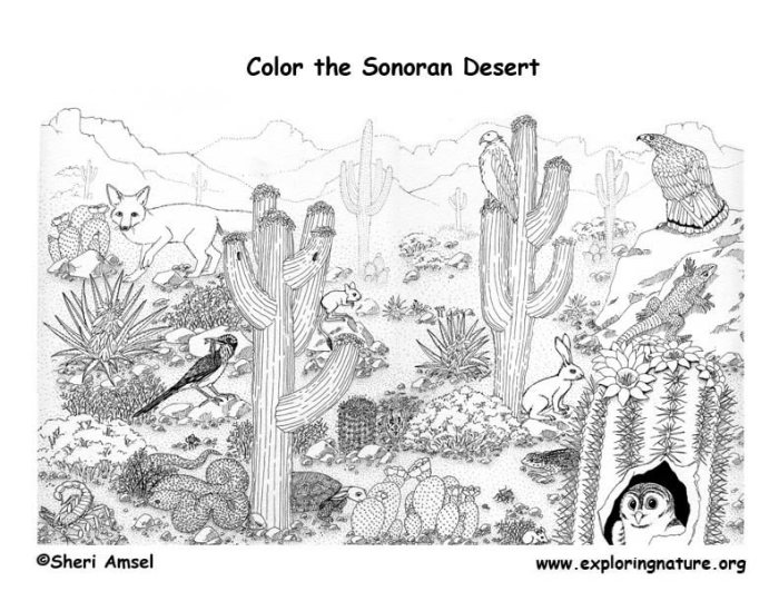 Desert animals coloring pages pdf