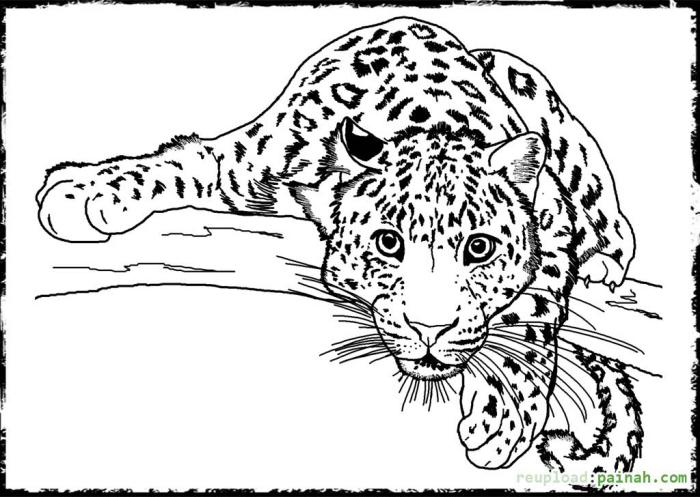 Big animal coloring pages